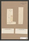 Pleurosigma convexum Grun. (de-Toni-Nr.: Genus 13, Species 1032) Zeichnungen Sammlung Grunow Nr. 2091 (NHMW-BOT-W0368960)
